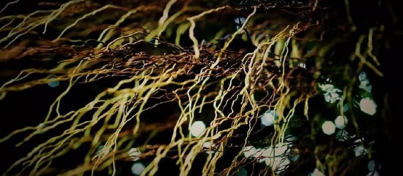 作物为什么烂根？怎么样使作物快速生根？